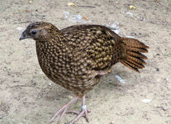 Tragopan satyra