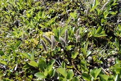 Salix arctophila