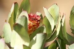 Leucadendron pubibracteolatum