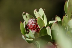 Leucadendron pubibracteolatum