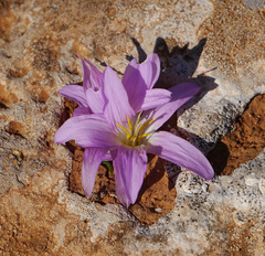 Colchicum filifolium