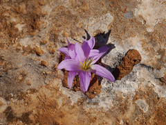 Colchicum filifolium