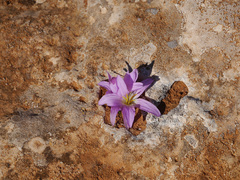 Colchicum filifolium