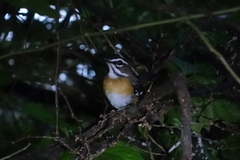 Cercotrichas quadrivirgata