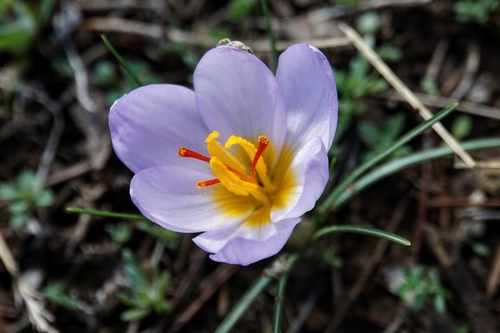 Crocus thomasii Ten.