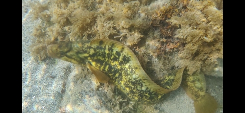 Dybowski's prickleback (Pholidapus dybowskii) — Stichaeidae
