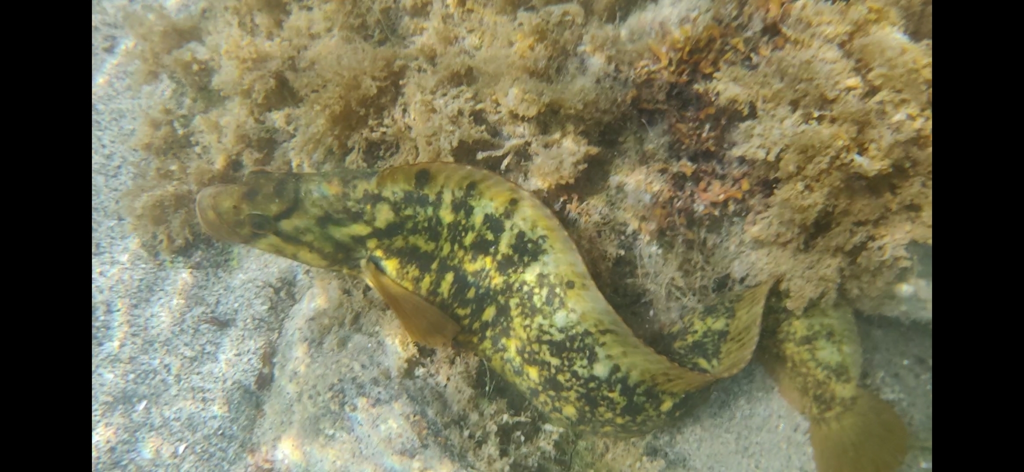 Dybowsky's Blenny photo 5