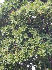 Anacardium occidentale