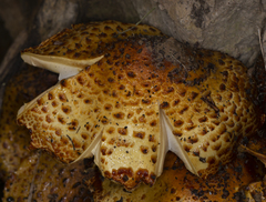 Pholiota adiposa
