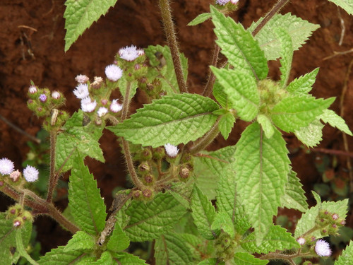 Ageratum conyzoides image