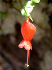 Sarmienta scandens