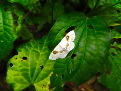 Problepsis vulgaris