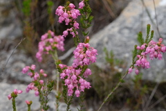 Erica excavata
