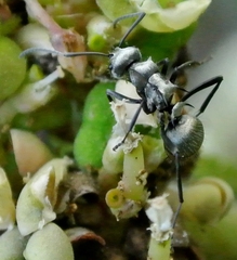 Polyrhachis cupreata