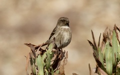 Crithagra leucoptera