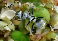 Polyrhachis cupreata