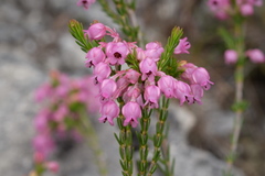 Erica excavata