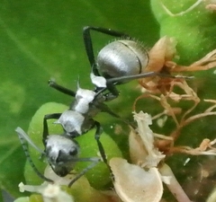 Polyrhachis cupreata