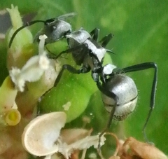 Polyrhachis cupreata