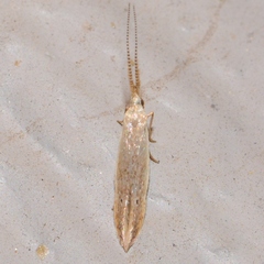 Coleophora manitoba