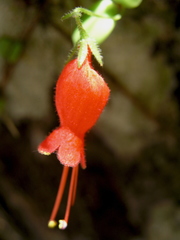 Sarmienta scandens