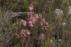 Erica excavata