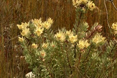 Leucadendron pubibracteolatum