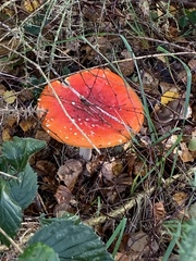 Amanita muscaria