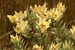 Leucadendron pubibracteolatum