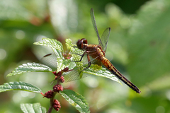 Erythrodiplax avittata