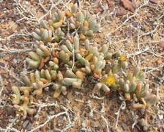 Malephora crassa