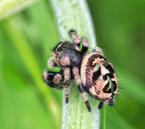 Phidippus maddisoni