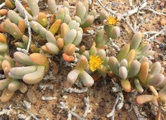 Malephora crassa