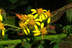 Solidago buckleyi