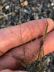 Eragrostis frankii