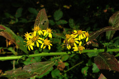 Solidago buckleyi