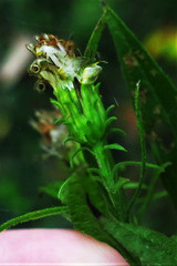 Solidago buckleyi