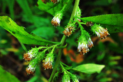 Solidago buckleyi