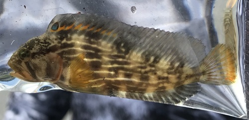 Striped blenny (Chasmodes bosquianus) — Blenniidae — 5