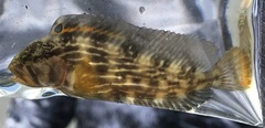 Chasmodes bosquianus