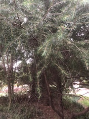 Cedrus deodara