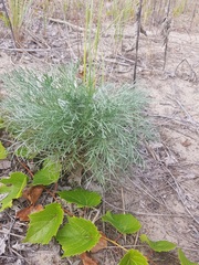 Artemisia campestris caudata