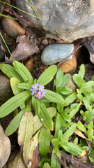 Myosotis scorpioides
