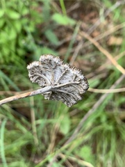 Helichrysum umbraculigerum