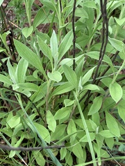 Helichrysum umbraculigerum