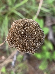 Helichrysum umbraculigerum