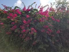 Bougainvillea