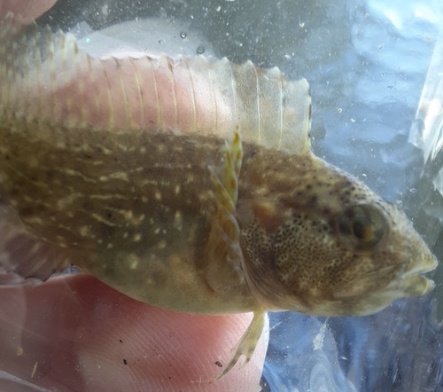 Striped blenny (Chasmodes bosquianus) — Blenniidae — 4