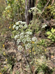 Angelica dentata