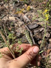 Angelica dentata